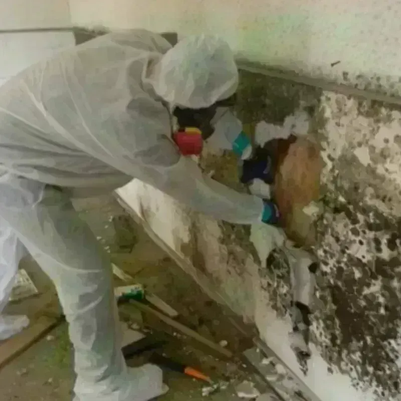 Mold Remediation and Removal in Hollins, VA